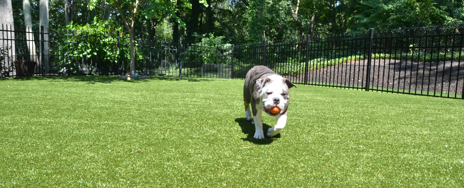 Pet Friendly Turf Installation